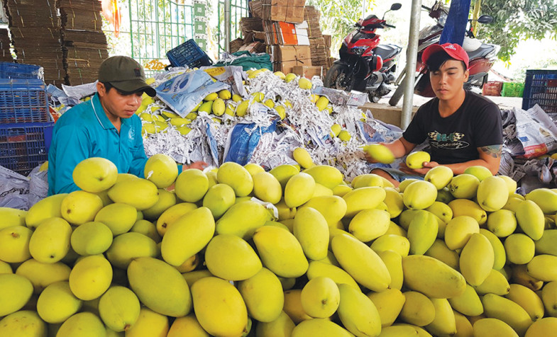 Hỗ trợ nông dân tiêu thụ nông sản