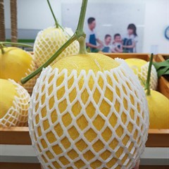 Dưa lưới Kim Long (ruột cam)