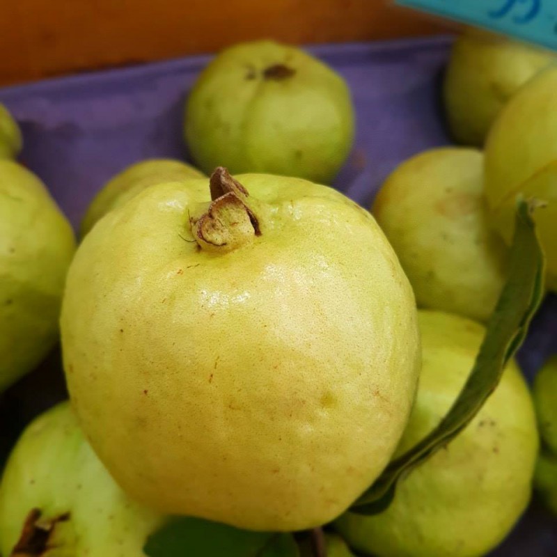 Ổi Thái vườn Phan Nam