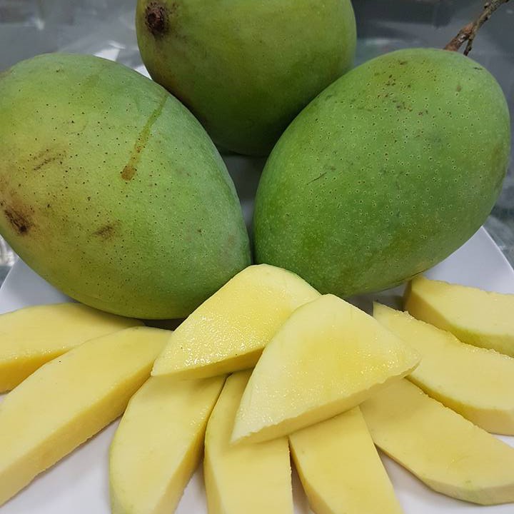 Xoài Cát Hòa Lộc VietGAP L2