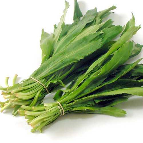 Ngò gai An toàn