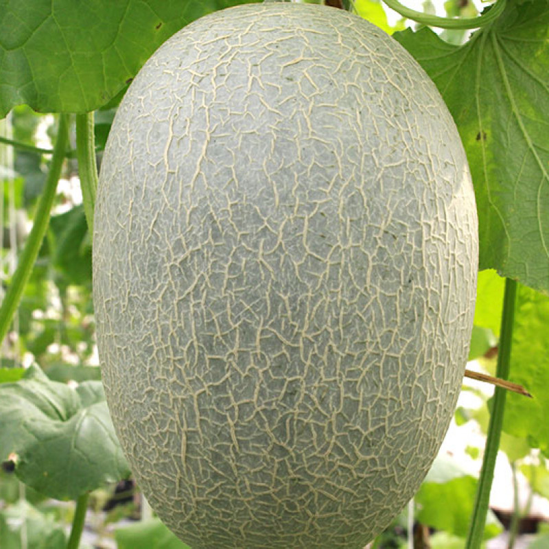Dưa lưới