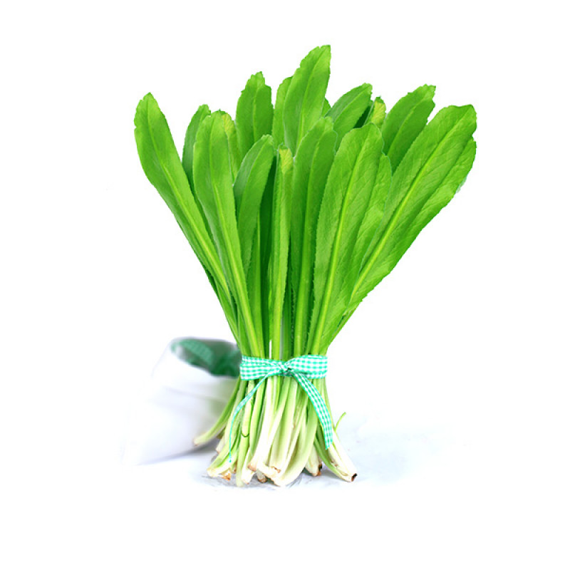 Ngò gai