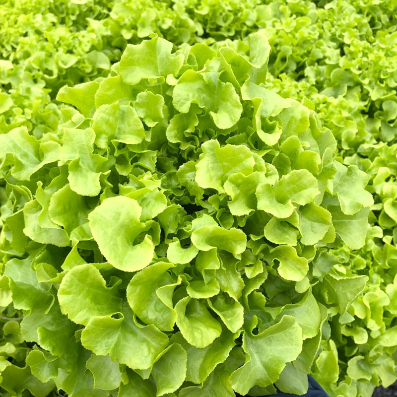 Xà lách Sồi Xanh