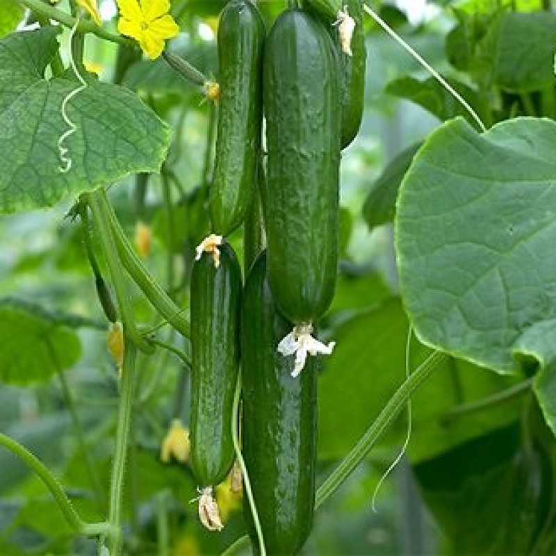 Dưa Leo
