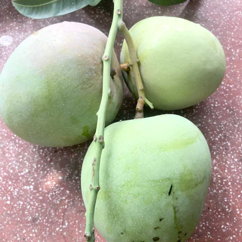 Xoài Úc
