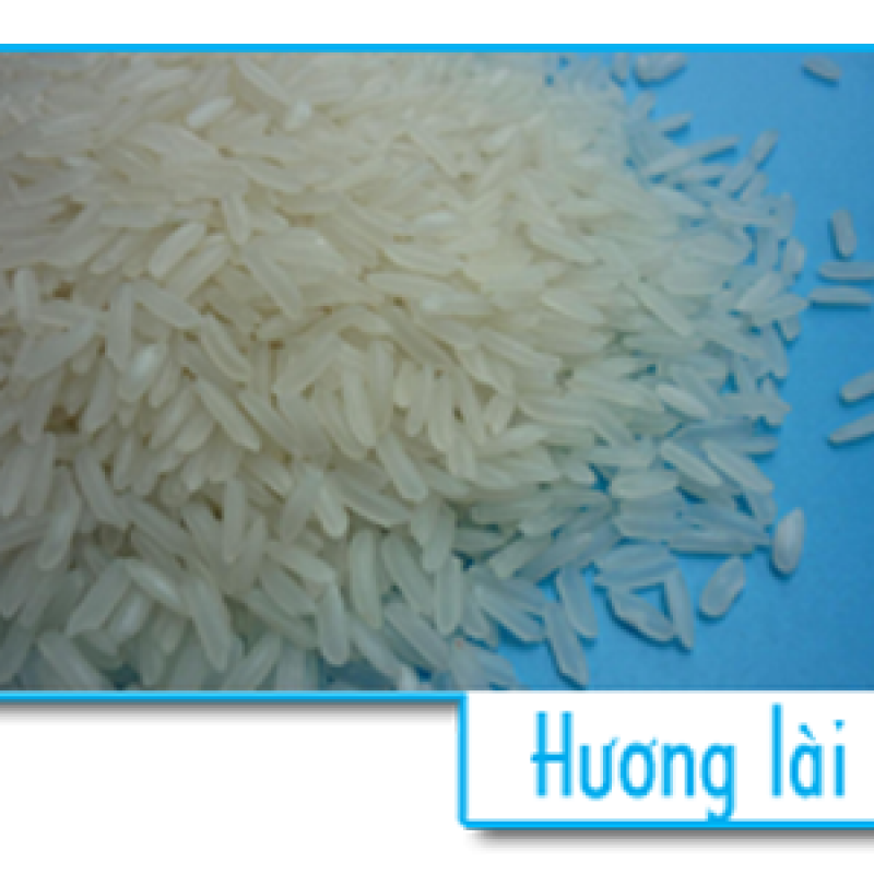 Gạo hương lài