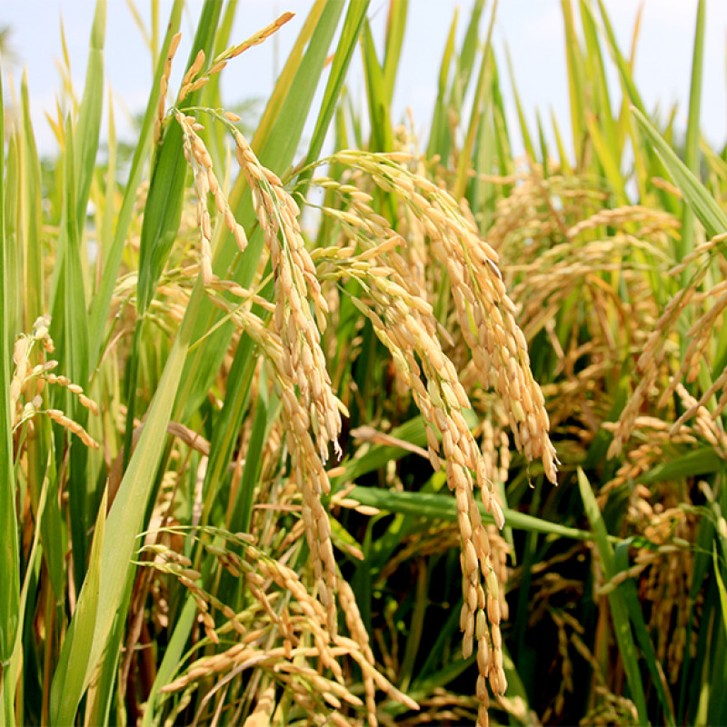 Nếp Thái NPV06