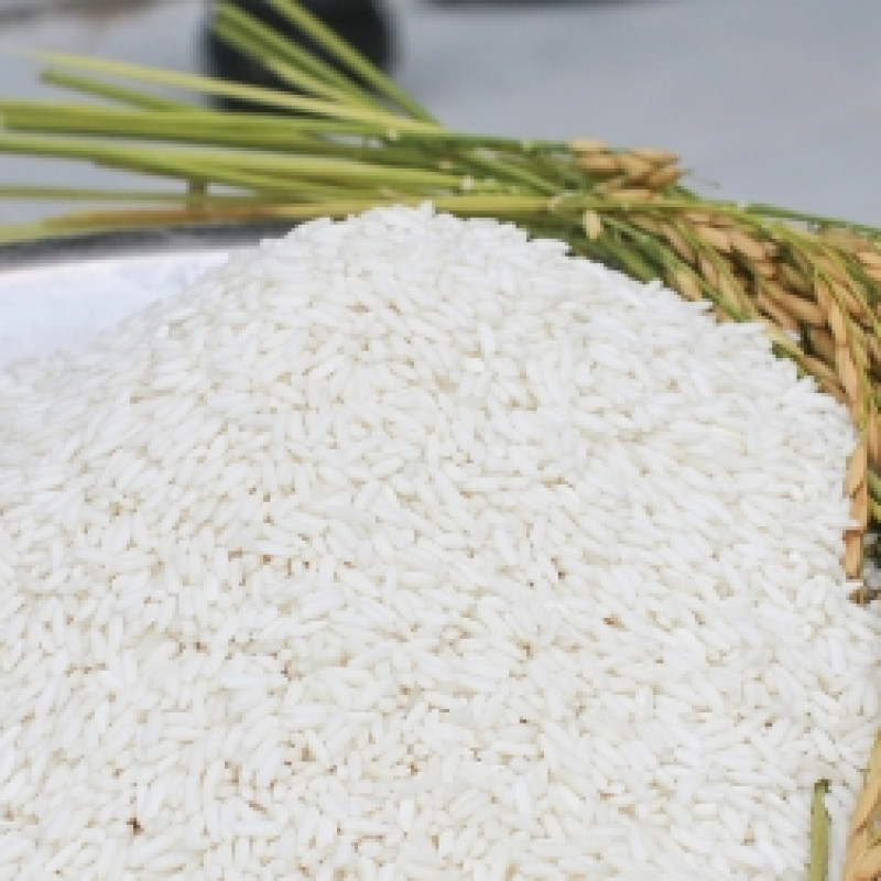 Nếp Phú Tân NPV02