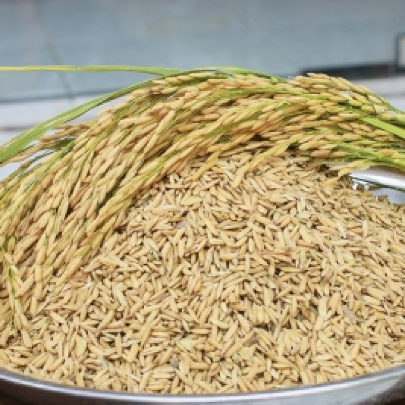 Nếp làm bột