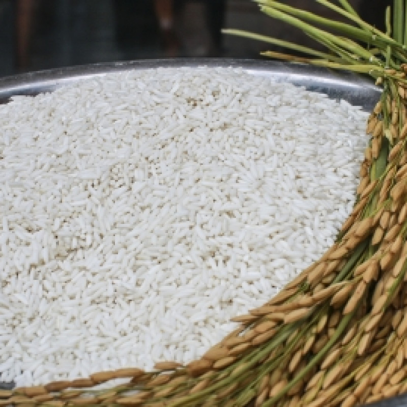 Nếp mỡ NPV03