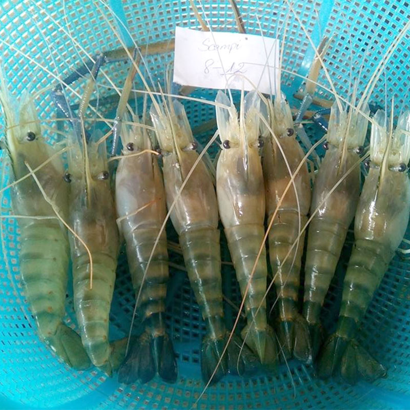 TÔM CÀNG XANH