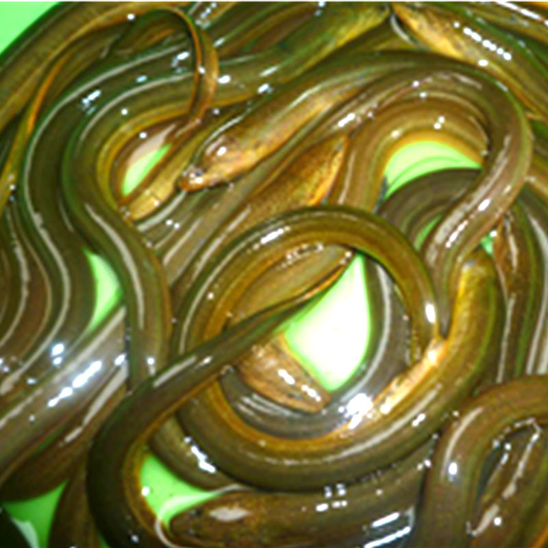 Lươn