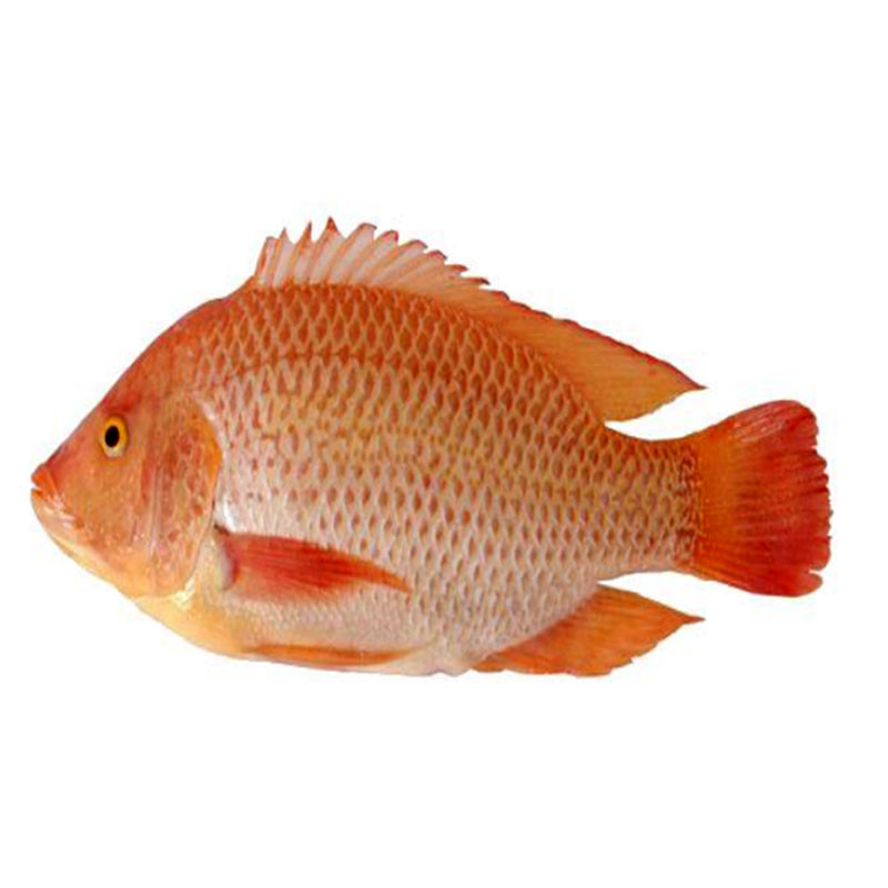 Cá điêu hồng
