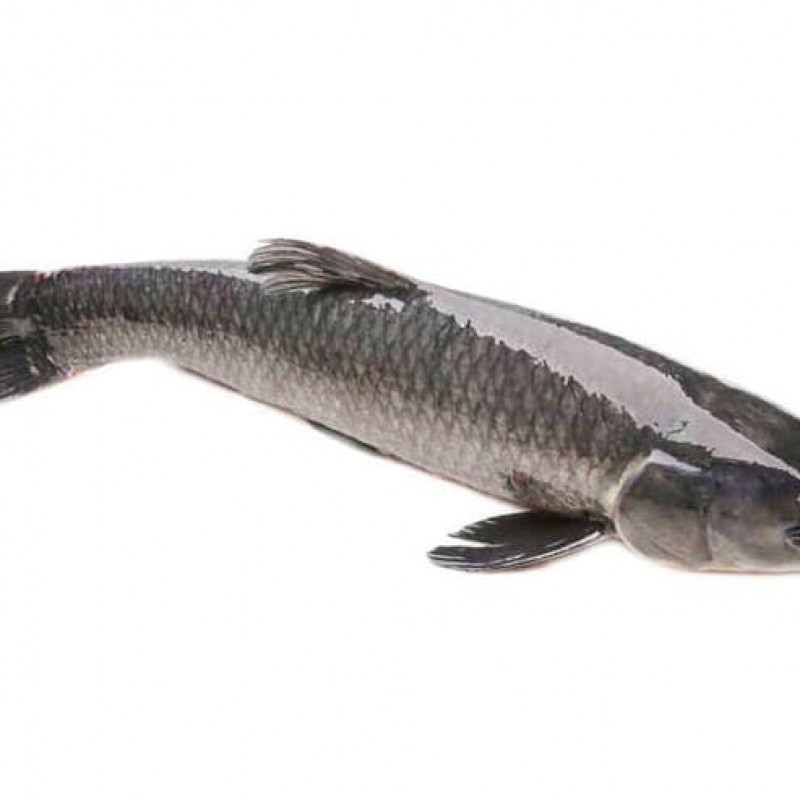 Cá lóc
