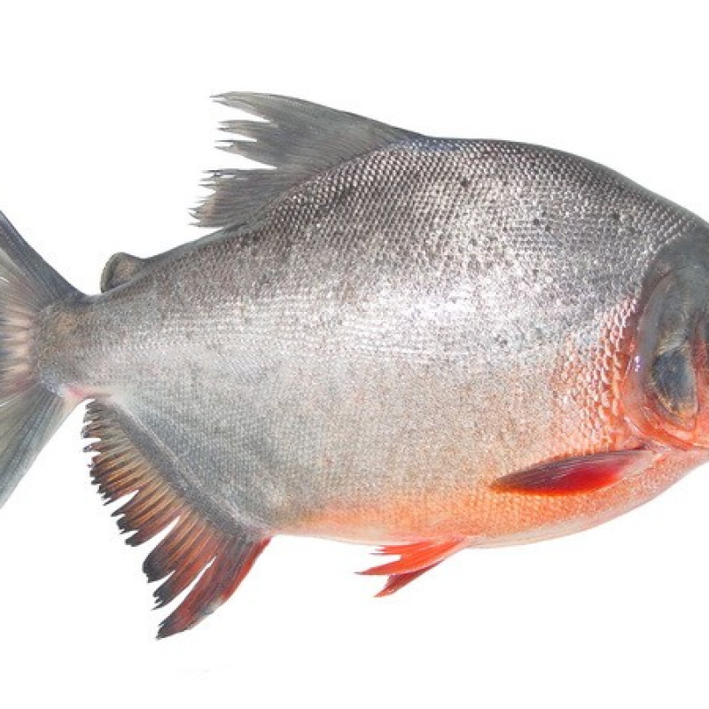 Cá Chim