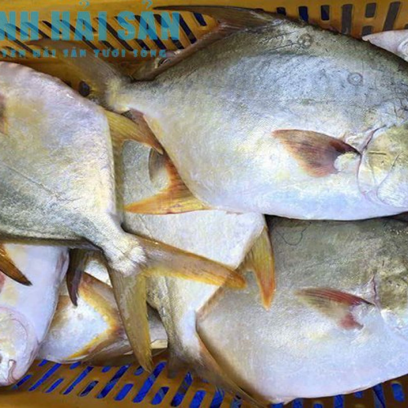 Cá chim trắng