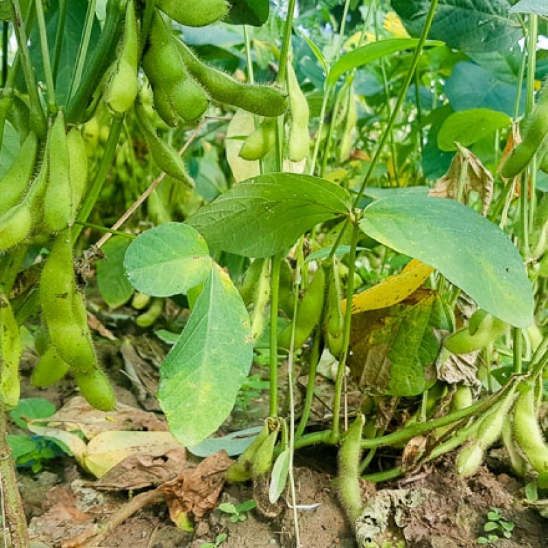 Đậu nành rau