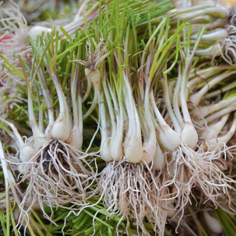 Củ kiệu