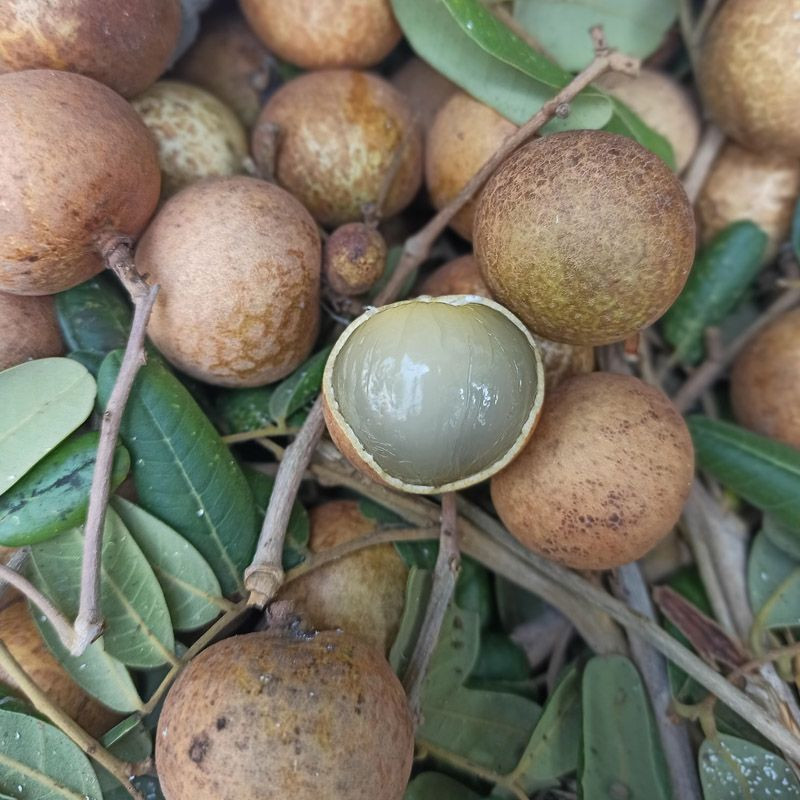 Nhãn xuồng