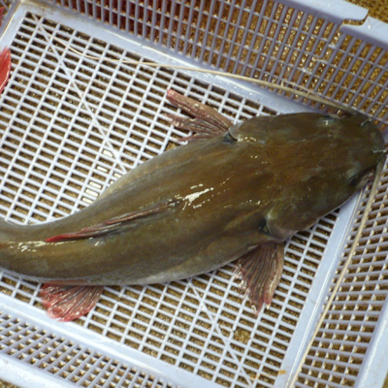Cá Lăng Nha