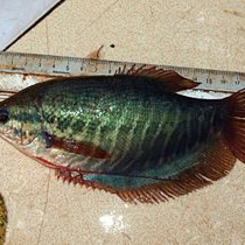 Cá sặc rằn