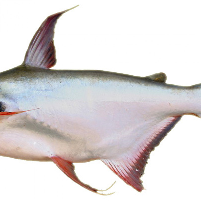 Cá vồ đém